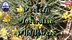 Wildflowers - B